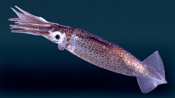 Squid filmed using their ink clouds as smokescreen to catch prey